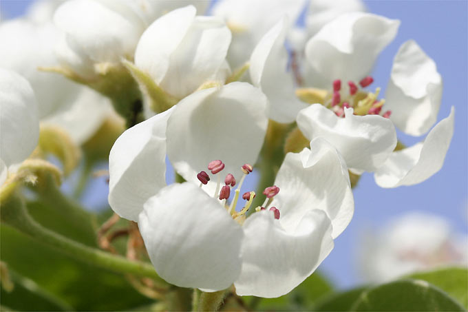 Birnenblüten - Foto: Helge May