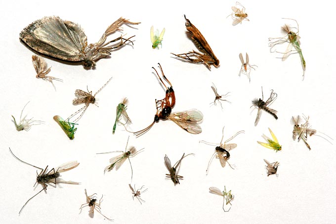 Tote Insekten, aufgelesen unter einer Straßenlaterne - Foto: Helge May