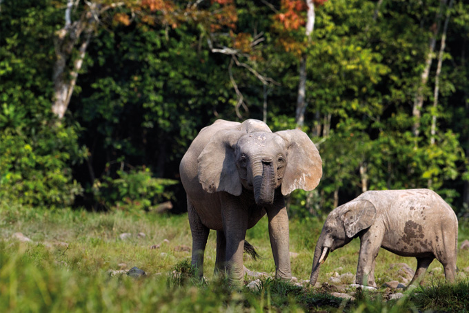Im Gegensatz zu seinem asiatischen Verwandten sind die Ohren des Waldelefanten kreisrund. - Foto: Anup Shah