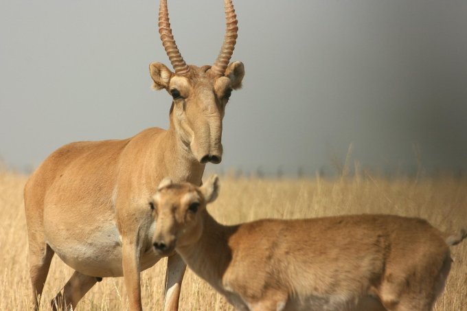 Saiga-Antilope mit Junge - Foto: Darwin Initiative
