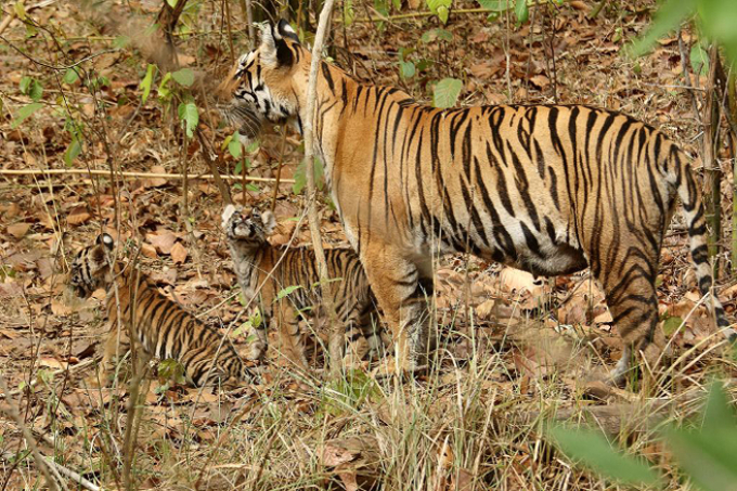 Die Zahl der Tiger im Valmiki-Schutzgebiet wächst weiter - Foto: WikiCommons