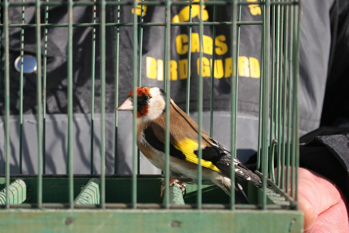 Beschlagnahmter Stieglitz - Foto: Komitee gegen den Vogelmord